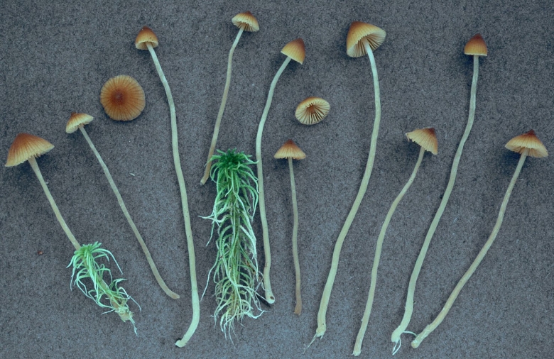 Галерина сфагновая