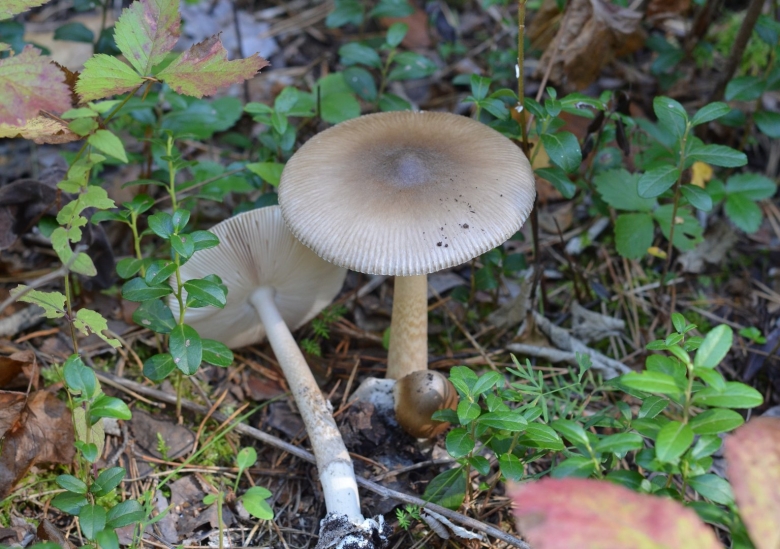 Грибы поганки на тонкой ножке