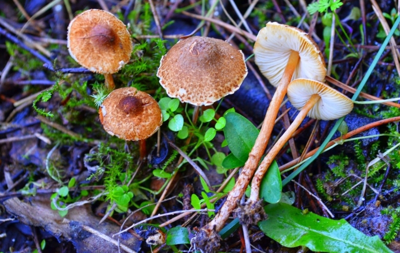 Гриб лепиота Каштановая