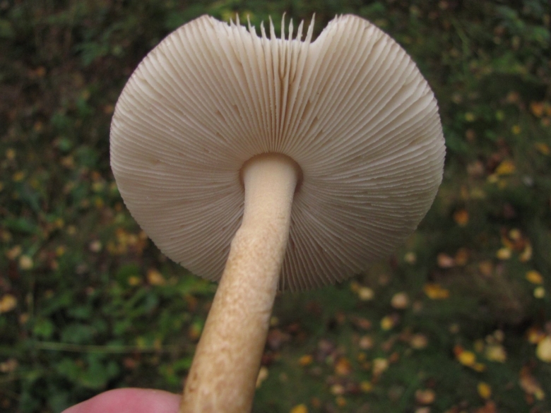 Пластинчатый гриб на тонкой ножке