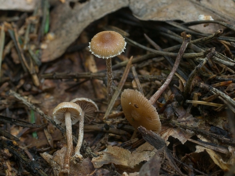 Грибы на тонкой ножке съедобные
