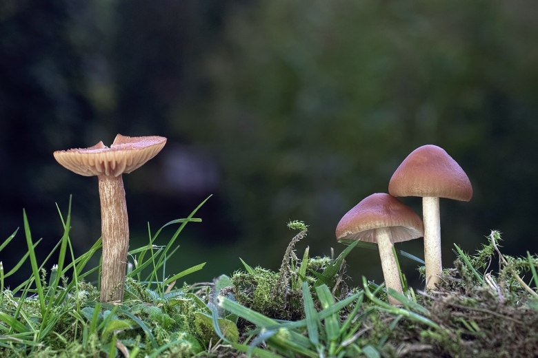 Маленькие грибы