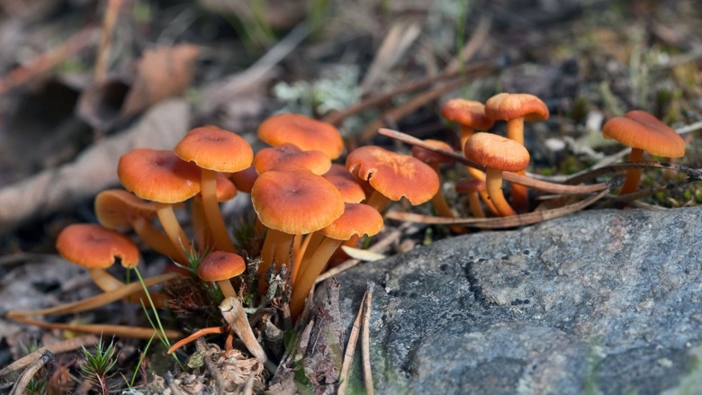 Маленькие оранжевые осенние грибы