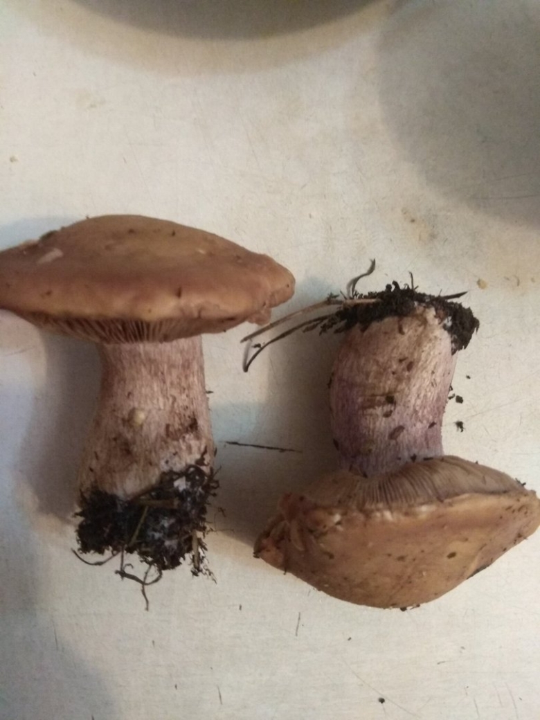 Рядовка с коричневой шляпкой