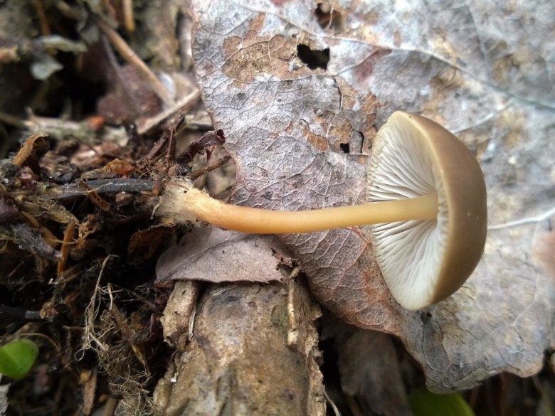 Гриб Стробилюрус съедобный