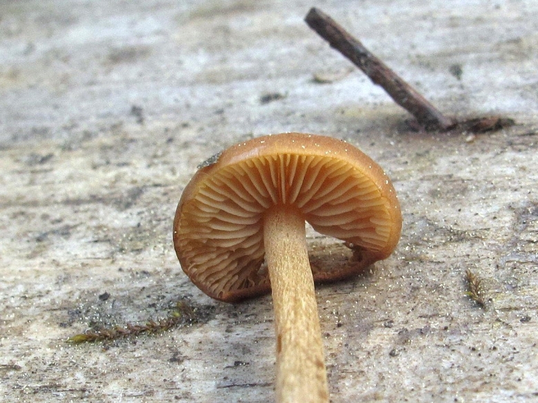 Грибы Подмосковья пластинчатые