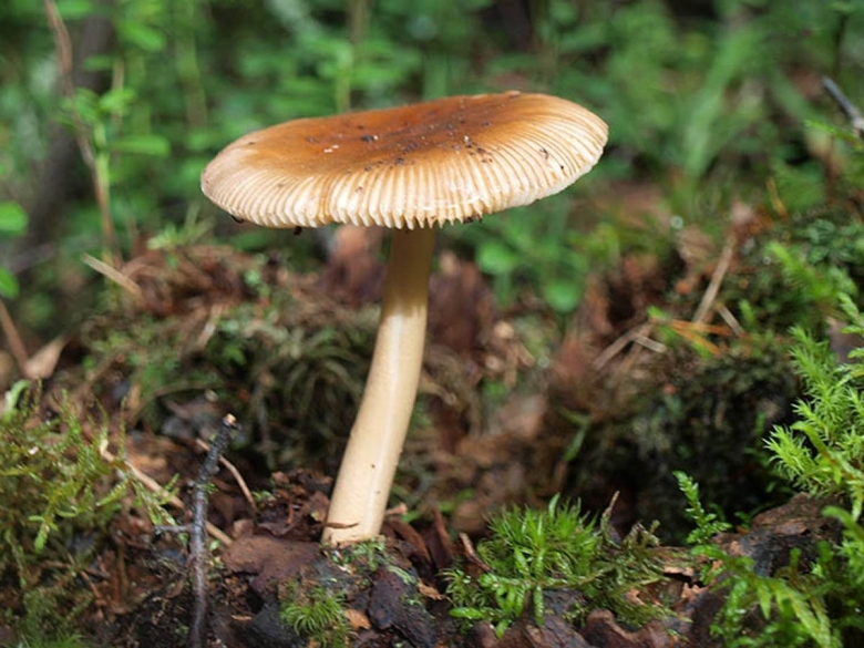 Amanita fulva гриб