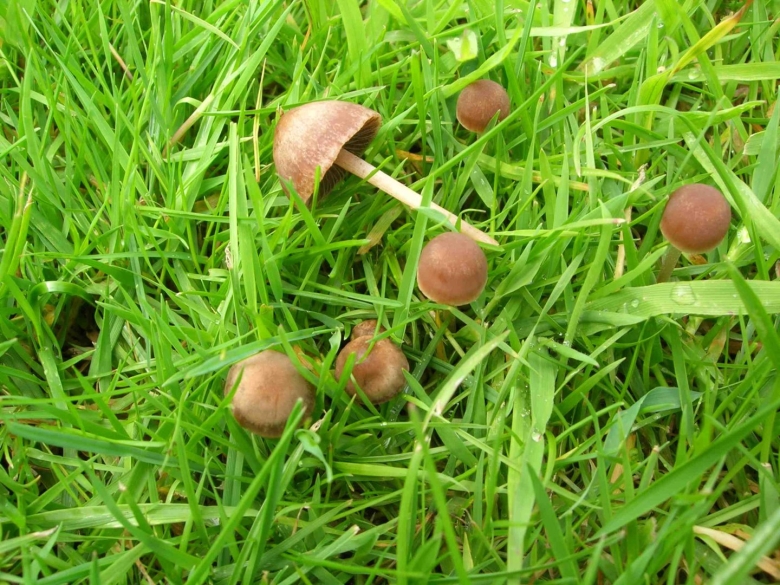 Сенный навозник гриб