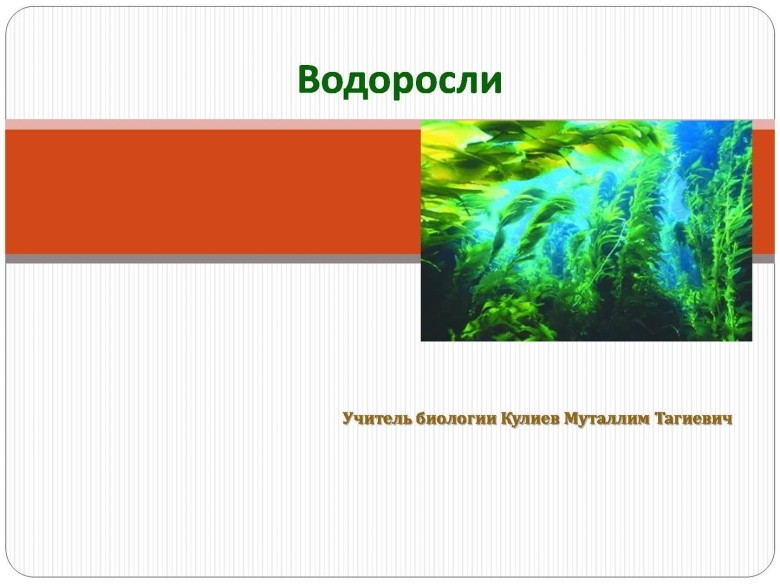 Водоросли картинки для презентации