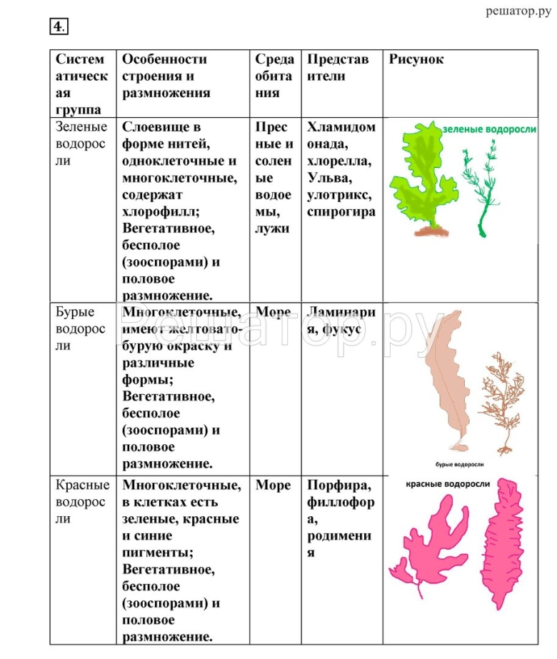 Таблица многообразие водорослей класс биология