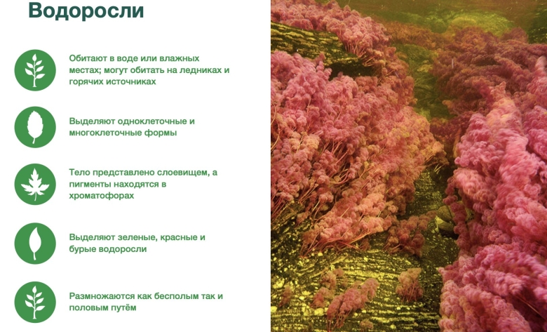 Группа отделов водорослей ЕГЭ