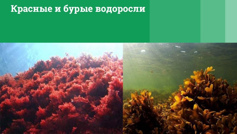 Бурые водоросли многообразие в природе