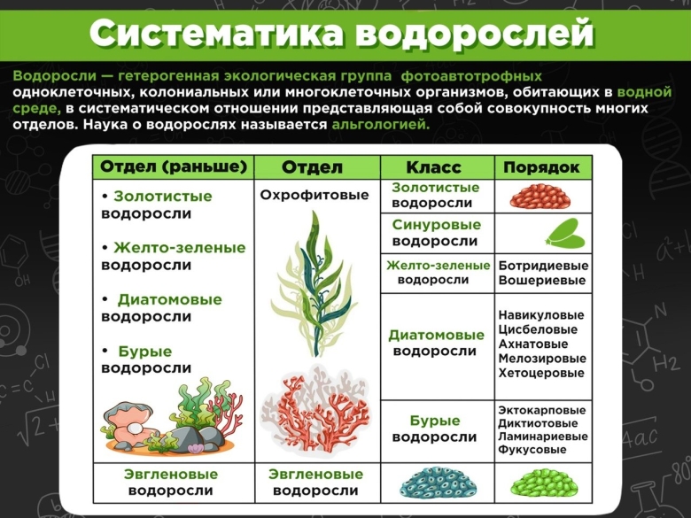 Отдел зеленые водоросли систематика