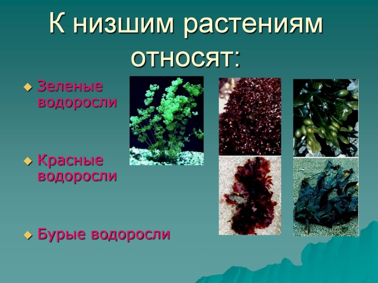 Водоросли класс окружающий мир