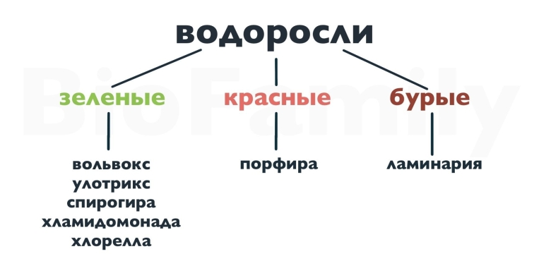 Классификация водорослей