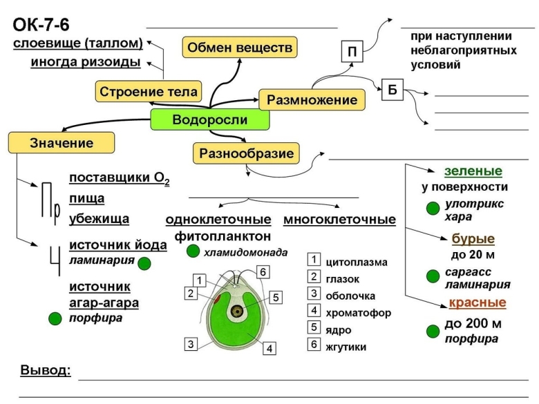 Опорные конспекты по биологии