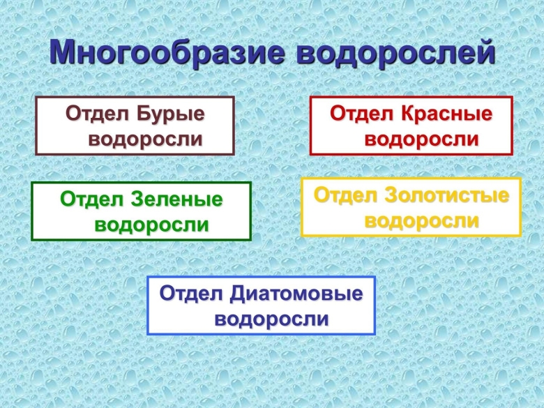 Многообразие водорослей