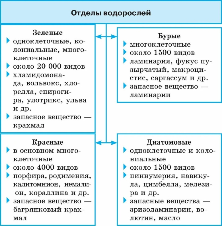 Отделы водорослей таблица