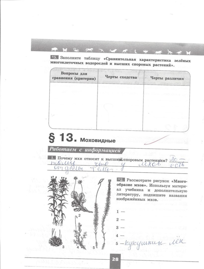 Сравнительная характеристика высших споровых растений таблица