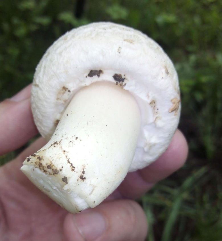 Шампиньон Луговой Agaricus Campestris