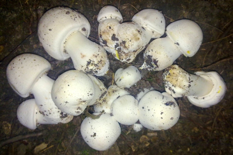 Грибы Agaricus xanthodermus