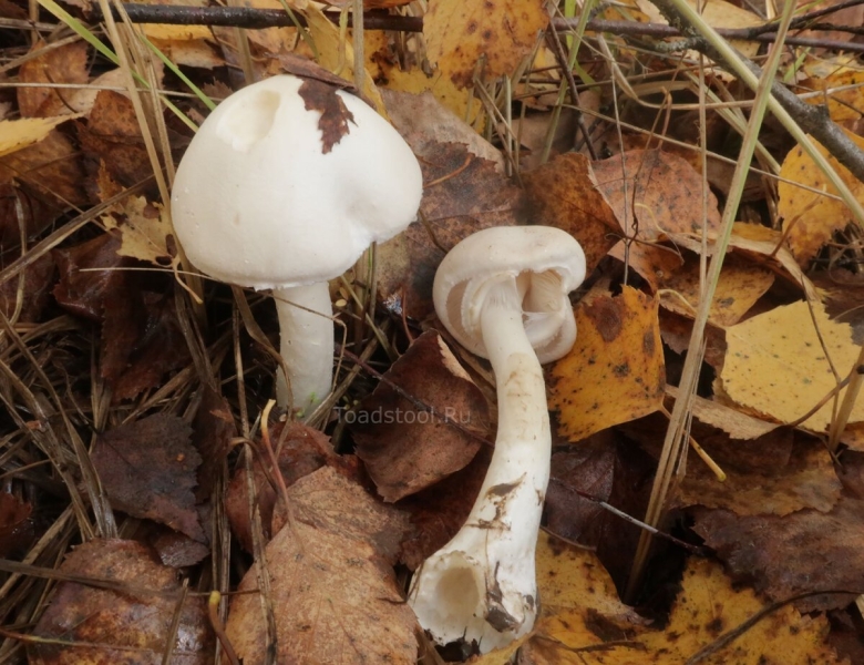 Шампиньон плоскошляпковый Agaricus placomyces
