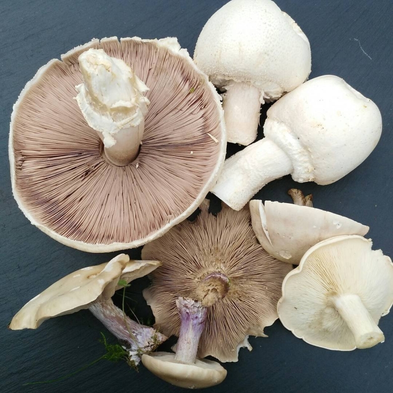 Шампиньон пластинчатый гименофор