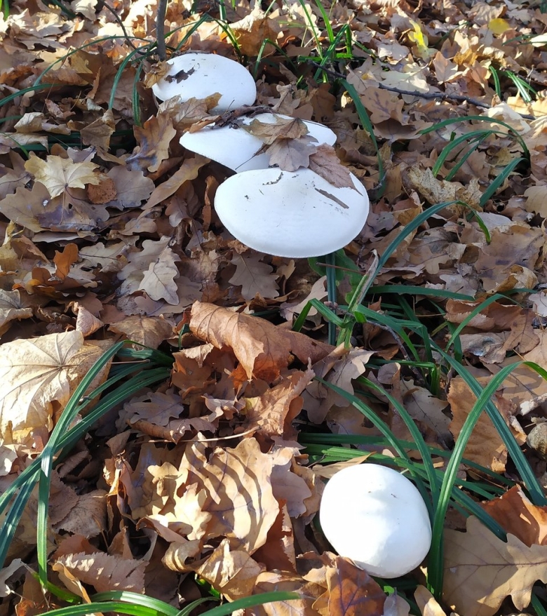 Грибы шампиньоны в лесу