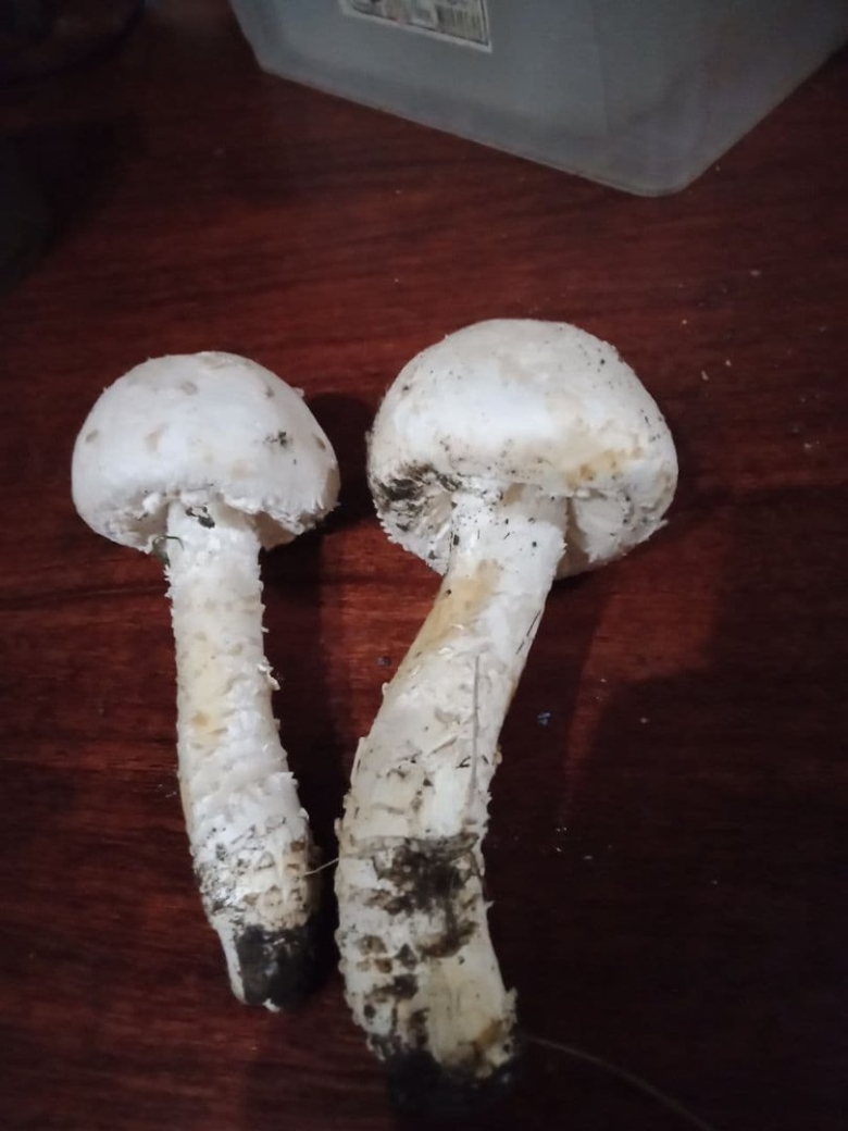 Мухомор Виттадини