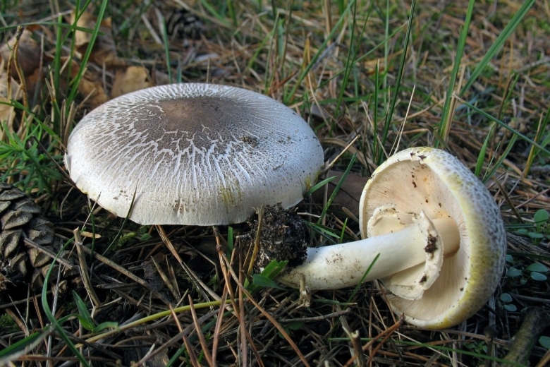 Шампиньон лесной agaricus silvaticus