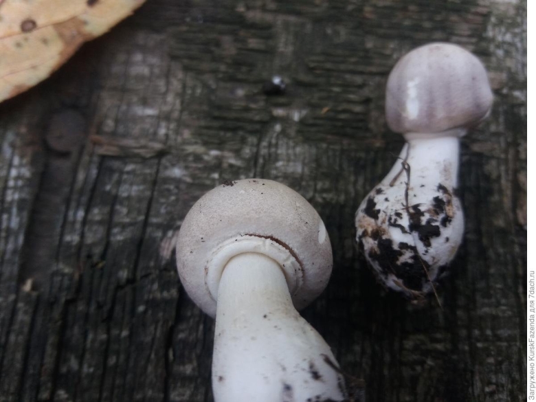 Обыкновенный шампиньон (agaricus campester)