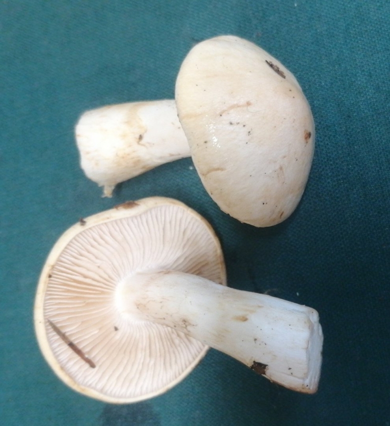 Шампиньон с белыми пластинками