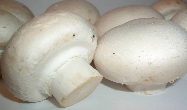 Грибы шампиньоны переростки