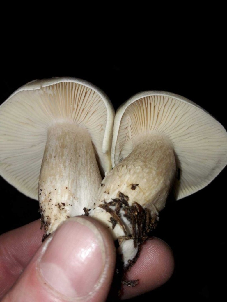 Пластинчатые грибы шампиньоны