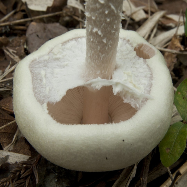 Агарикус абруптибульбус