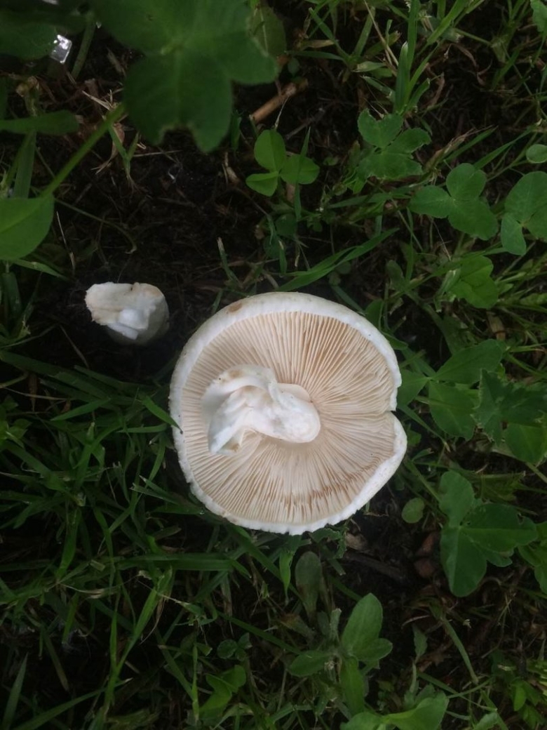 Шампиньон с белыми пластинками