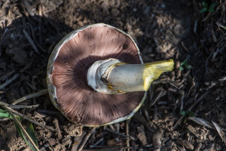 Ядовитые шампиньоны фото и описание