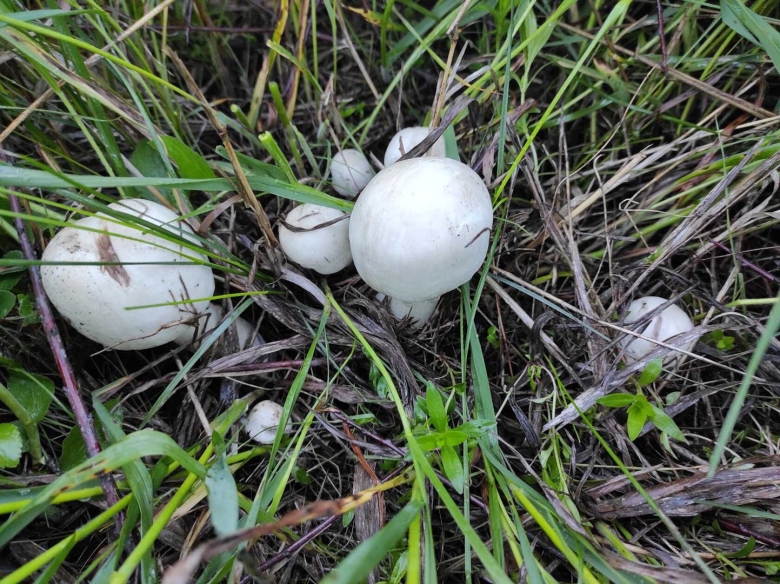 Шампиньон луговой agaricus campestris