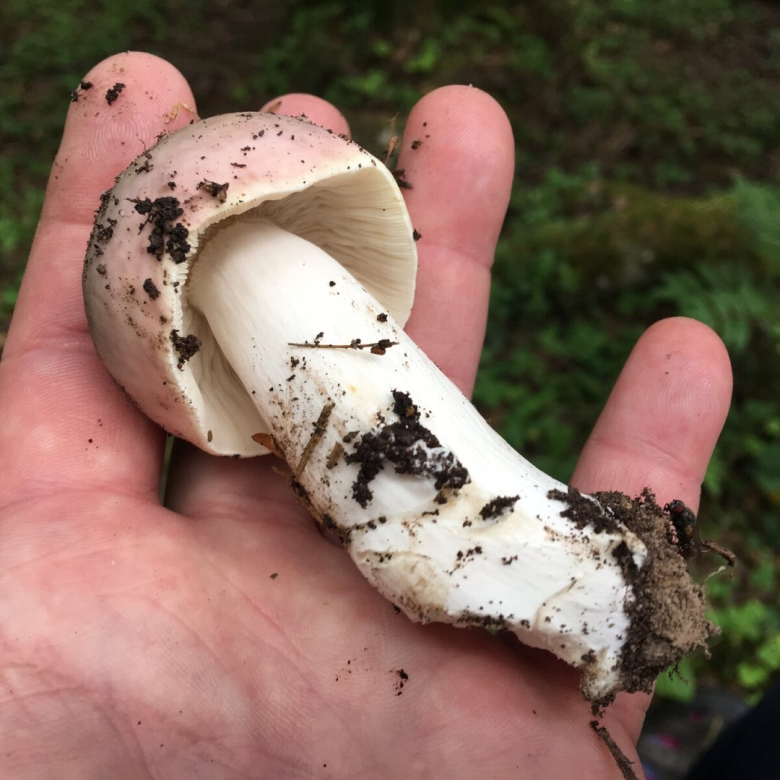 Грибы в июне в Подмосковье