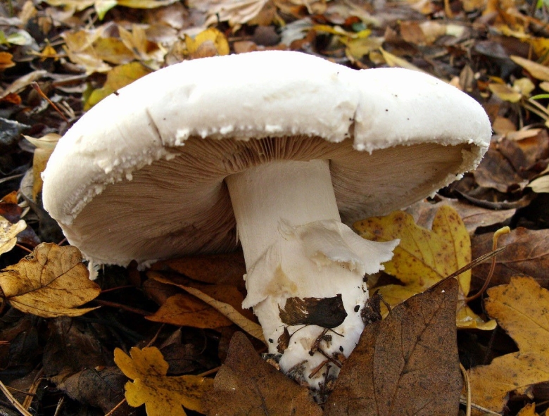 Шампиньон луговой agaricus campestris
