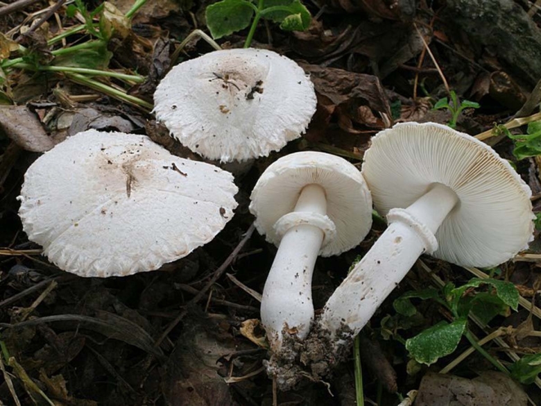 Белошампиньон румянящийся Leucoagaricus Leucothites