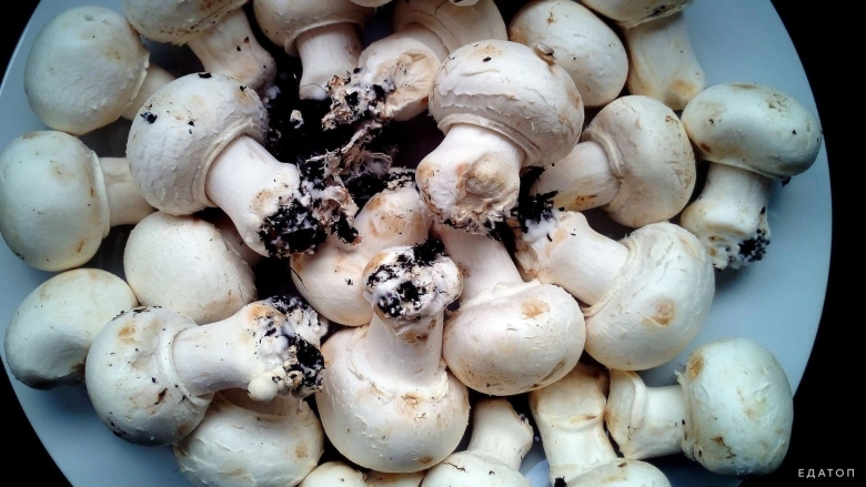 Грибы семейства шампиньоновых