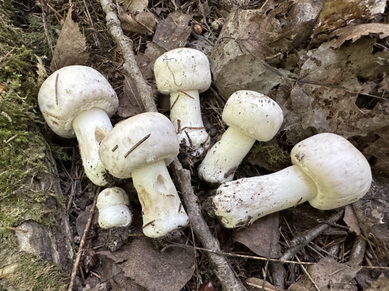 Шампиньон перелесковый