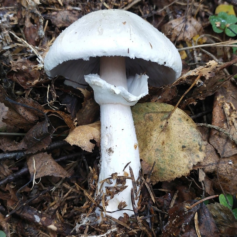 Шампиньон полевой agaricus arvensis