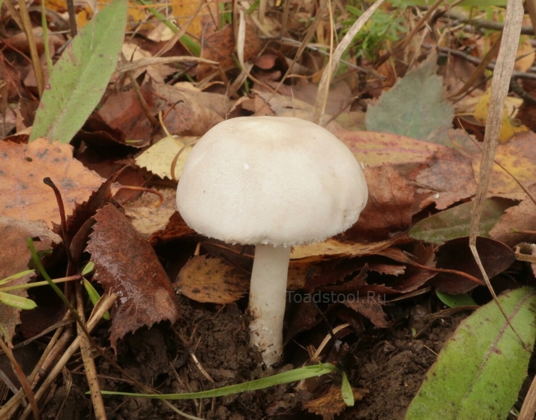 Белый гриб в лесу похожий на шампиньон