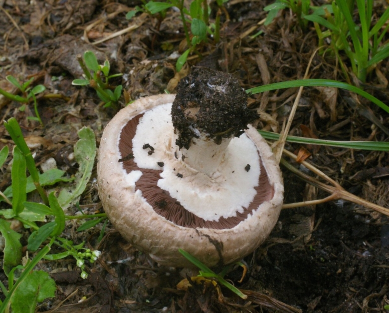 Шампиньон эссета