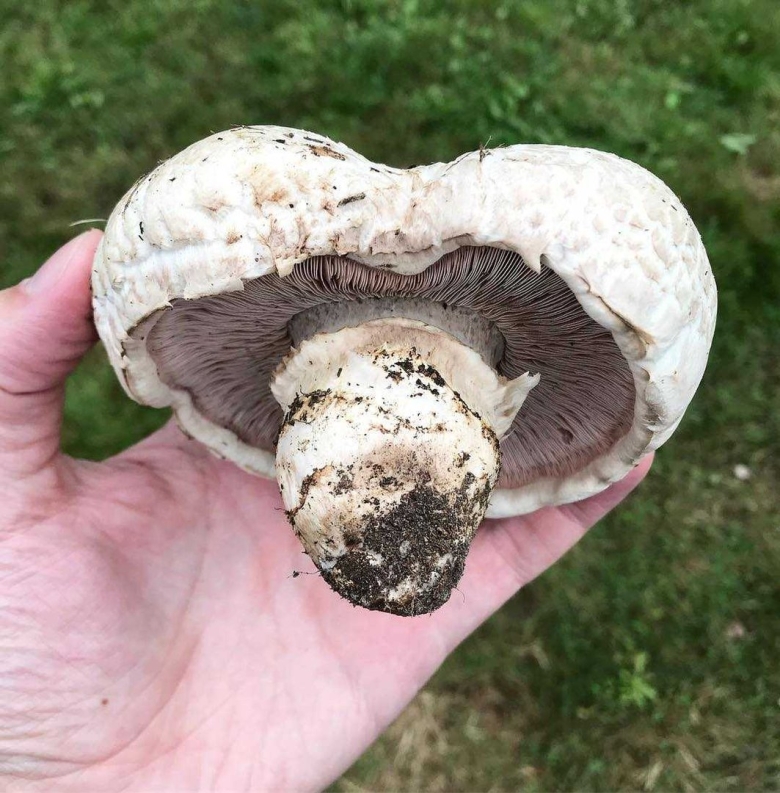 Agaricus bernardii