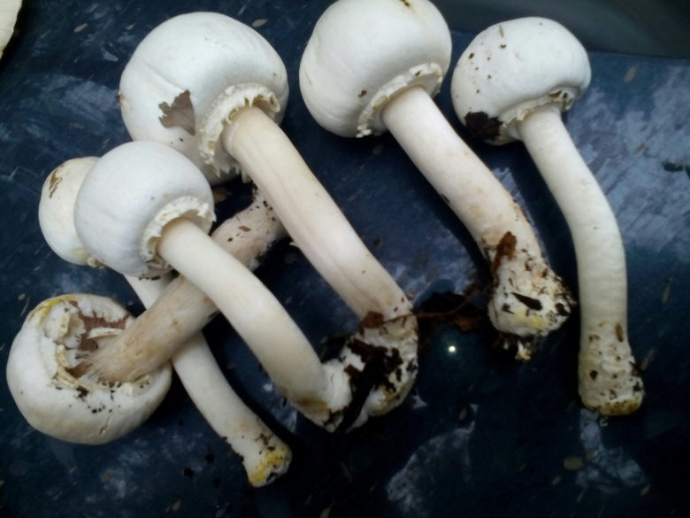 Грибы шампиньоны Королевские