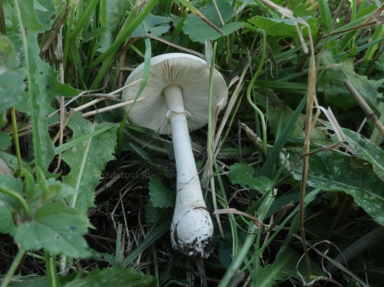 Шампиньон и поганка