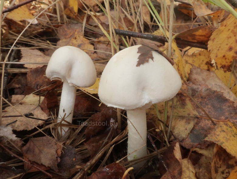 Бледная поганка гриб